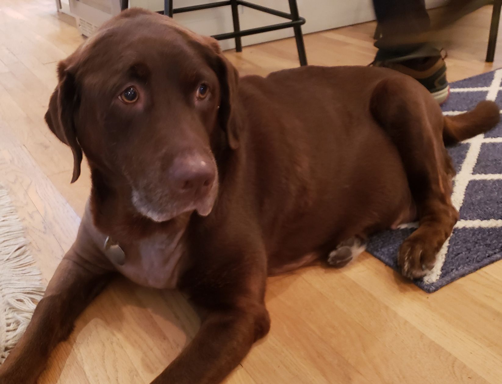 Lab Rescue - Duchess1.jpg